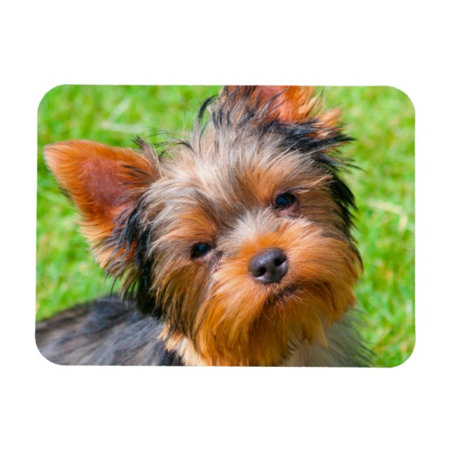 Íman Yorkshire Terrier olhando para cima (Horizontal)