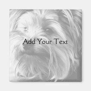 Íman Yorkshire terrier preto e branco Yorkie