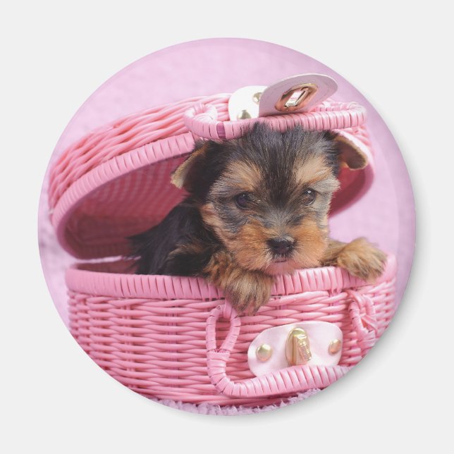 Íman Yorkshire terrier puppy (Frente)
