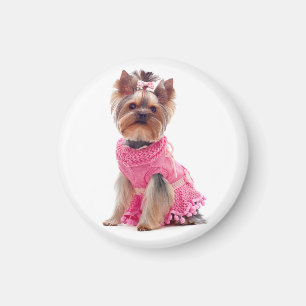 Íman Yorkshire Terrier Puppy Dog em um canalha rosa