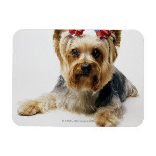 Íman Yorkshire terrier que veste arcos vermelhos