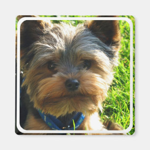 Íman Yorkshire Terrier Square Magnet