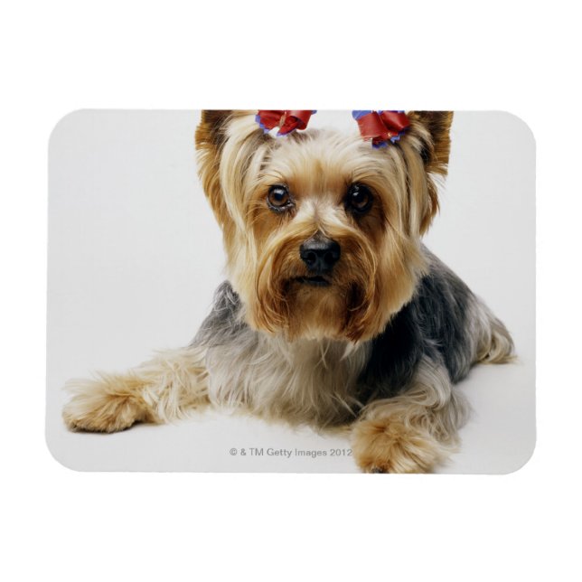 Íman Yorkshire terrier vestindo arcos vermelhos (Horizontal)