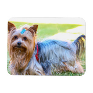 Íman Yorkshire Terrier Yorkie Breve favorita 