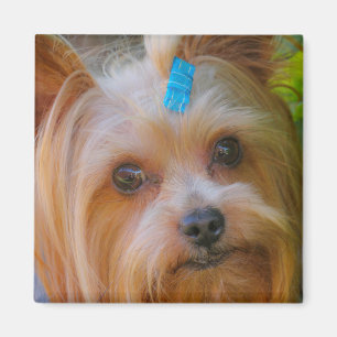Íman Yorkshire Terrier Yorkie Breve favorita
