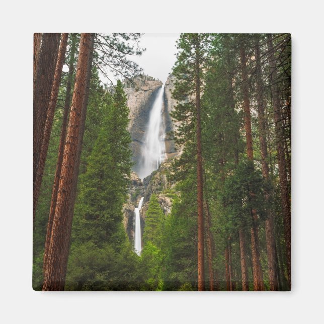 Íman Yosemite Falls através da Floresta (Frente)