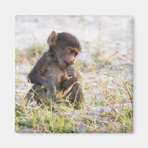 Íman Young Baboon