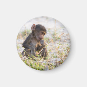 Íman Young Baboon