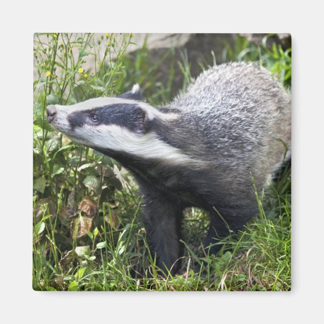 Íman Young Badger Magnet (Frente)