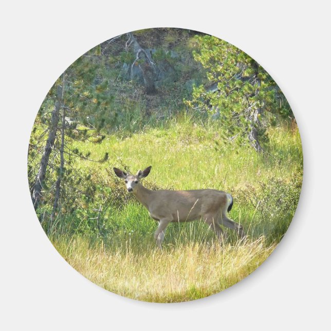 Íman Young Buck em Yosemite, CA (Frente)