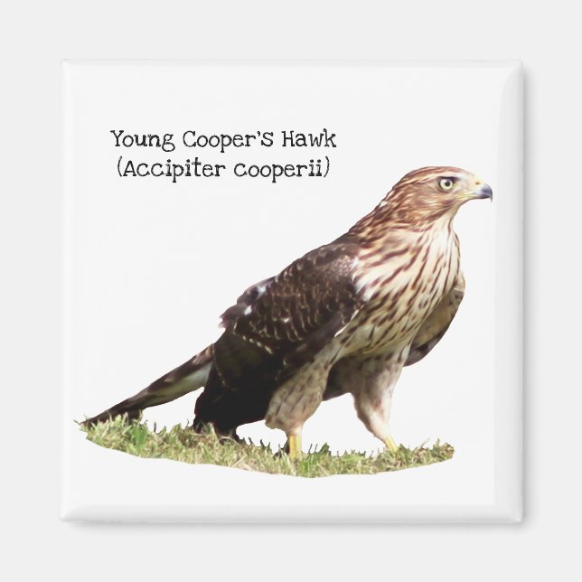 Íman Young Cooper's Hawk (Frente)
