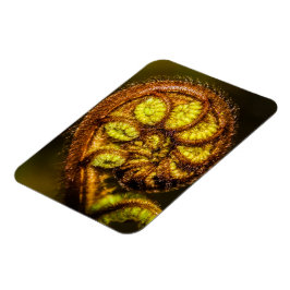 Íman Young Fern Folaves