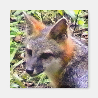 ÍMAN YOUNG FOX