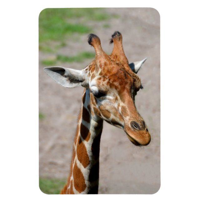 Íman Young Giraffe (Vertical)
