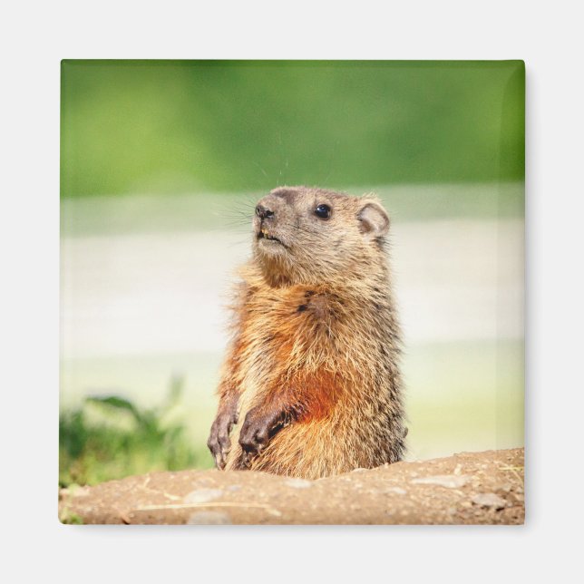 Íman Young Groundhog (Frente)