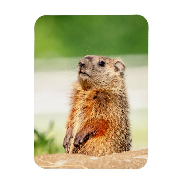 Íman Young Groundhog (Vertical)