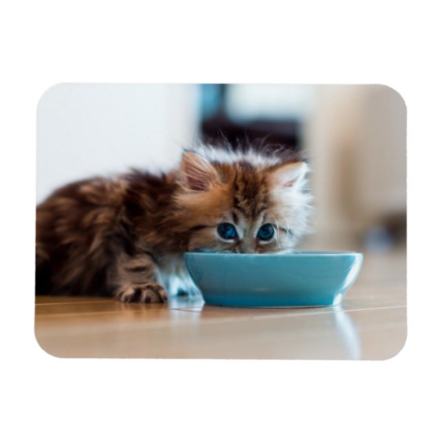 Íman Young Persian Kitten (Horizontal)