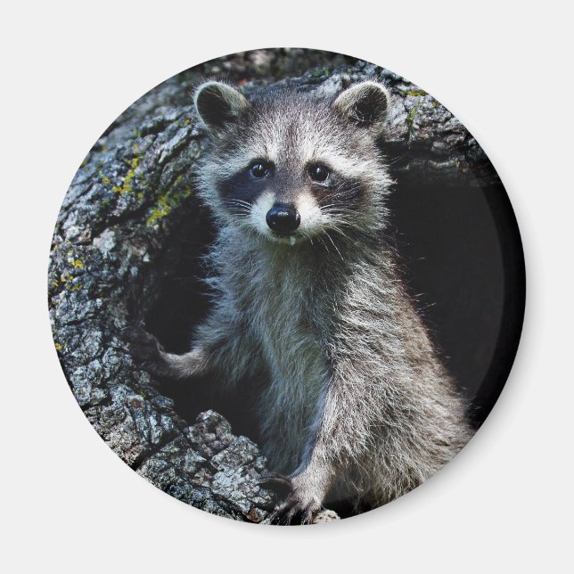 Íman Young Raccoon (Frente)