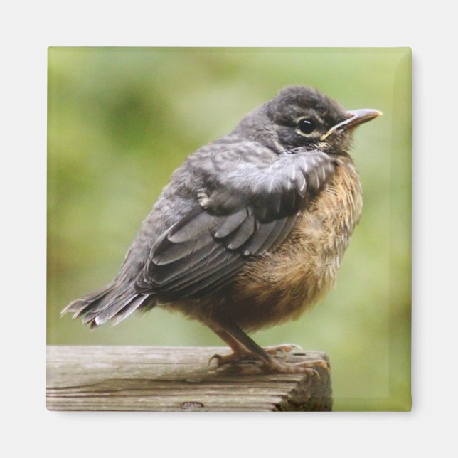 Íman Young Robin (Frente)