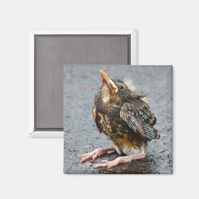 Íman Young Robin Magnet (Front/Back)