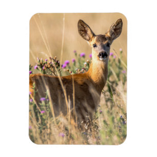 Íman Young Roe Deer em Meadow