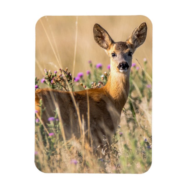 Íman Young Roe Deer em Meadow (Vertical)