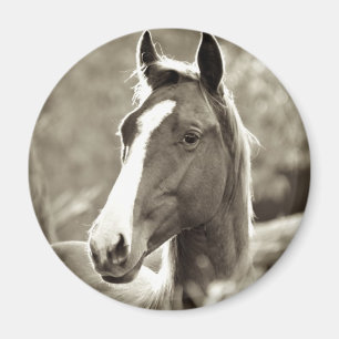 Íman Young Stallion