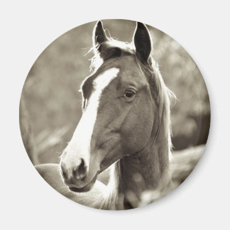 Íman Young Stallion