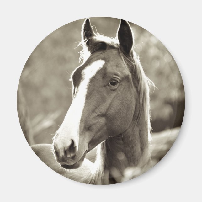 Íman Young Stallion (Frente)