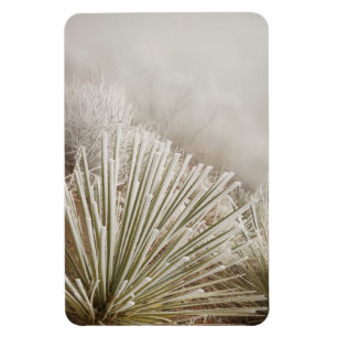 Íman Yucca Coberta de Geada no Inverno