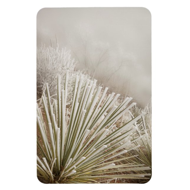 Íman Yucca Coberta de Geada no Inverno (Vertical)