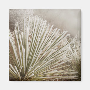Íman Yucca Coberta de Geada no Inverno
