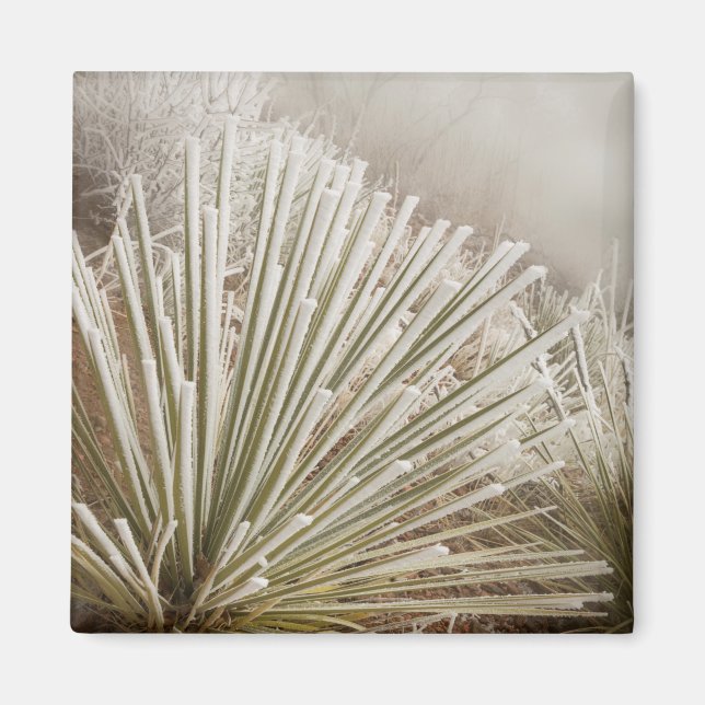 Íman Yucca Coberta de Geada no Inverno (Frente)