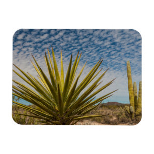 Íman Yucca no Deserto, México