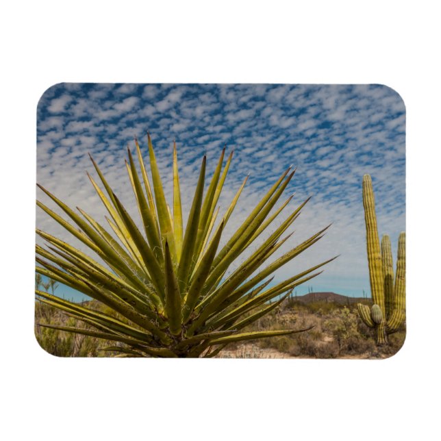 Íman Yucca no Deserto, México (Horizontal)