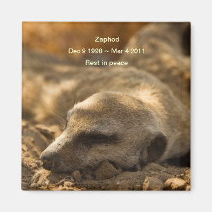 Íman Zaphod_Rest no ímã da paz