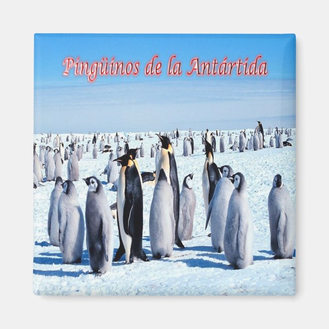 Íman zAR026 - PINGUINS of ANTARCTICA, Argentina, Frigor (Frente)