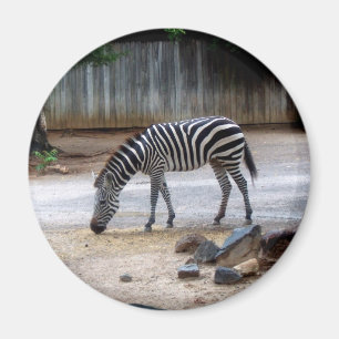 Íman Zebra
