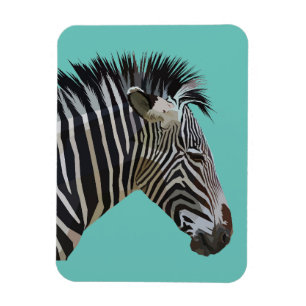 ÍMAN ZEBRA