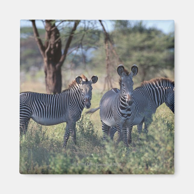 Íman Zebra 2 (Frente)