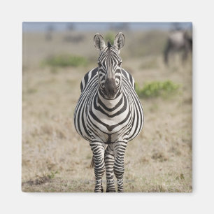 Íman Zebra 2