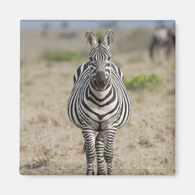 Íman Zebra 2 (Frente)