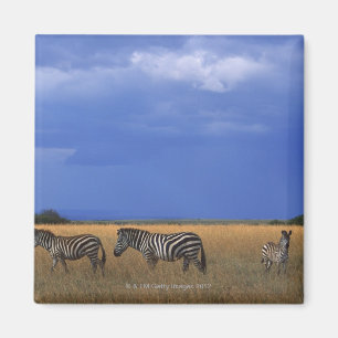 Íman Zebra 2 de Grant