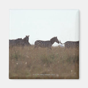 Íman Zebra 7 de Grant