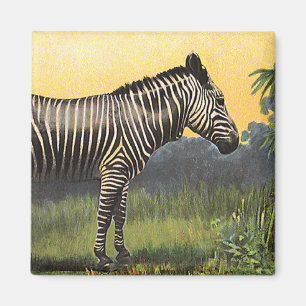 Íman Zebra Antiga na Savana Africana, Animal Selvagem