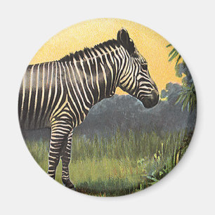 Íman Zebra Antiga na Savana Africana, Animal Selvagem