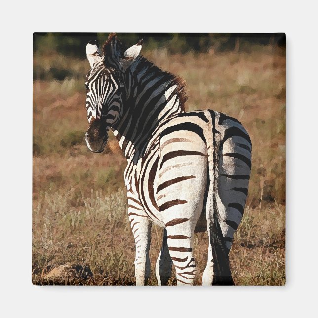 Íman Zebra atrás do ímã (Frente)