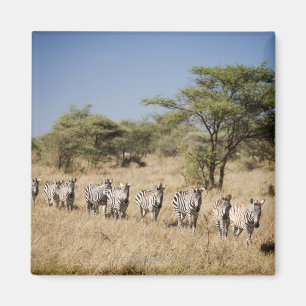 Íman Zebra da migração, Tanzânia
