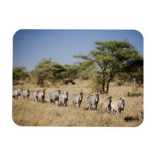 Íman Zebra da migração, Tanzânia