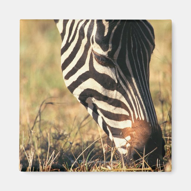 Íman zebra de Burchell (Frente)